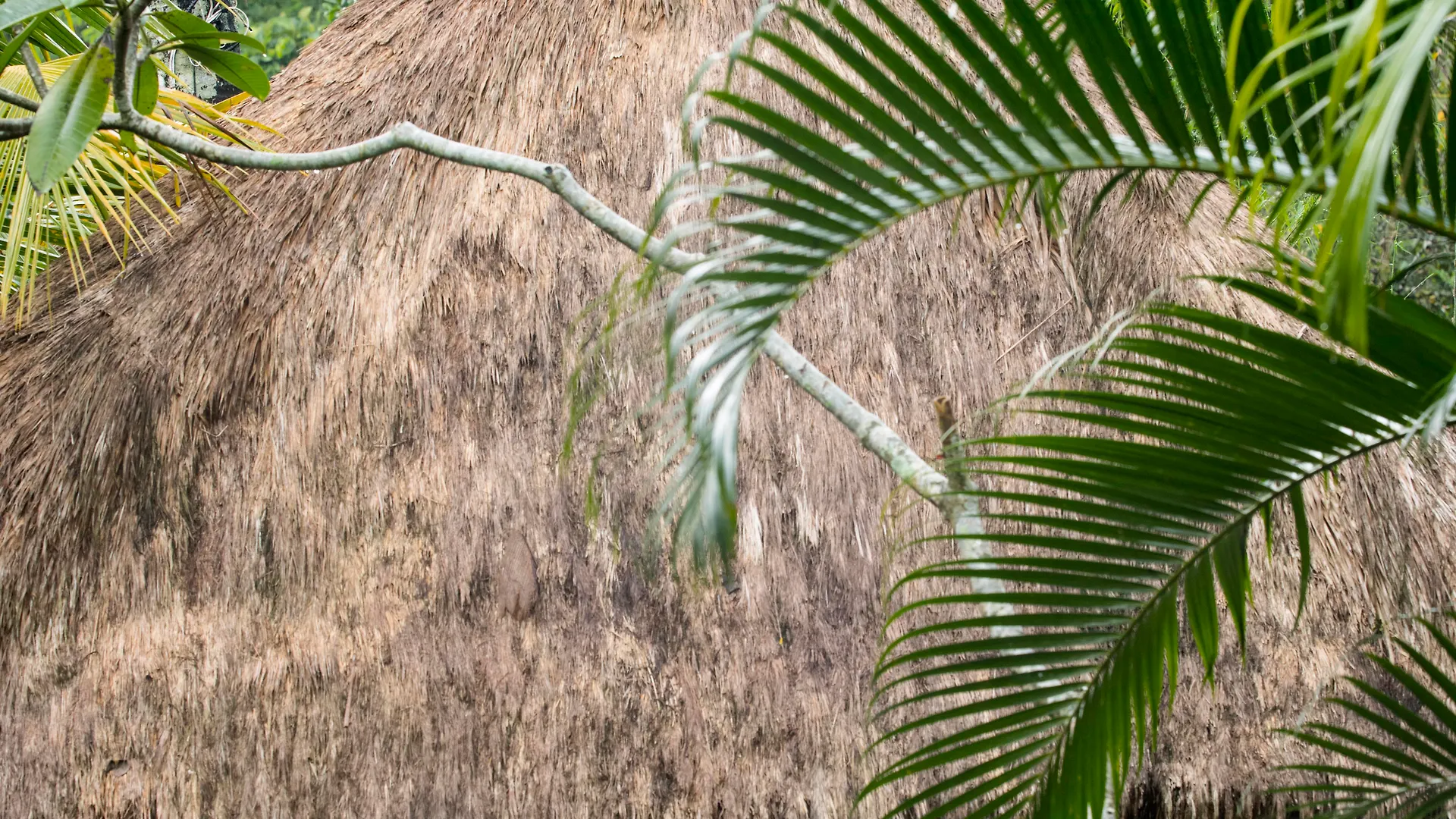 Ośrodek wypoczynkowy Blue Karma Dijiwa Ubud